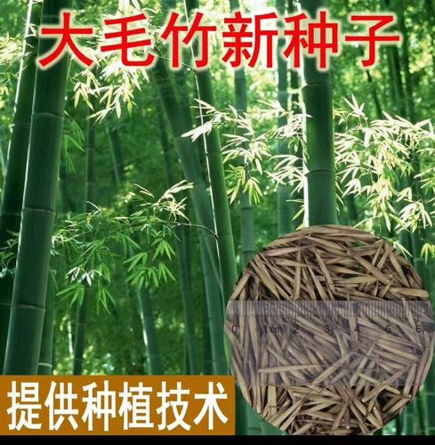 大型毛竹種子 青竹 紫竹 剛竹 紫竹竹根竹苗四季種植庭院竹園易活