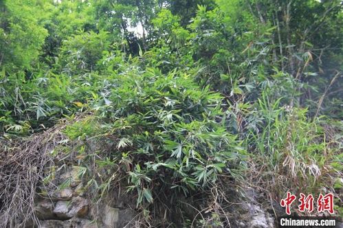 廣西邊境發現竹類植物新種 中越懸竹