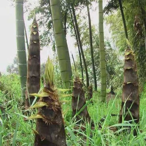 大型楠竹根食用竹筍竹苗竹子苗楠竹根毛竹苗青竹種苗庭院種植常青