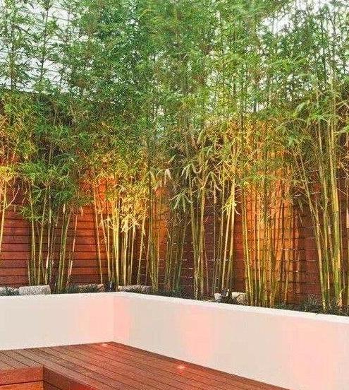 花園庭院植物設(shè)計(jì)高潔秀逸竹子種植