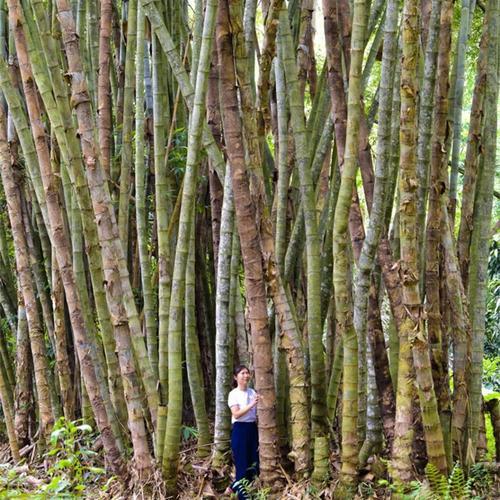 巨龍竹種植技術(shù)