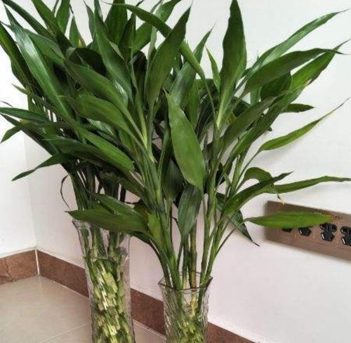 水培富貴竹,冬天容易凍傷,要做好這幾方面的養護