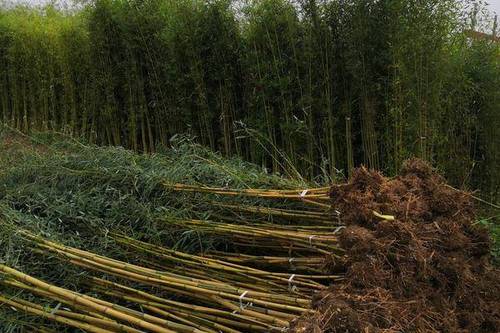 0/棵 金鑲玉竹苗基地 批發(fā)直銷 黃竹苗 金鑲玉竹 庭院綠化工程竹苗