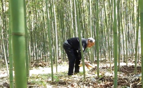 鄉村振興 筠連人把苦竹筍種出了 甜 日子