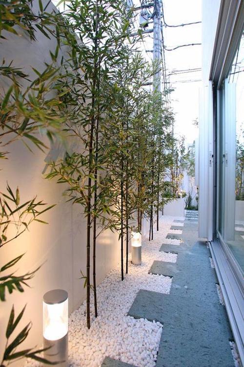 家庭院子種植竹子