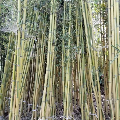 黃竹子價格 黃竹子2公分 金黃竹產地  竹子適應南北方種植 靚景園林