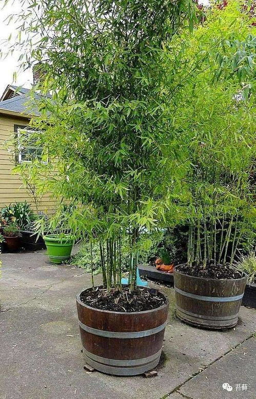 庭院適合養什么品種的竹子