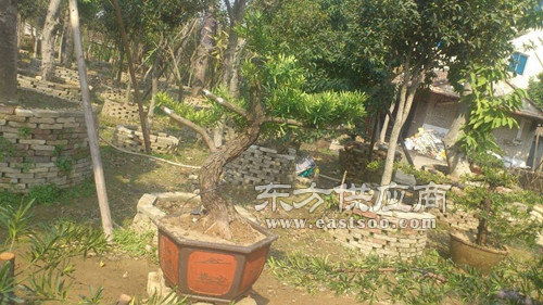 半島苗木園藝綠化 銷售各種規(guī)格羅漢松盆栽 羅漢松圖片
