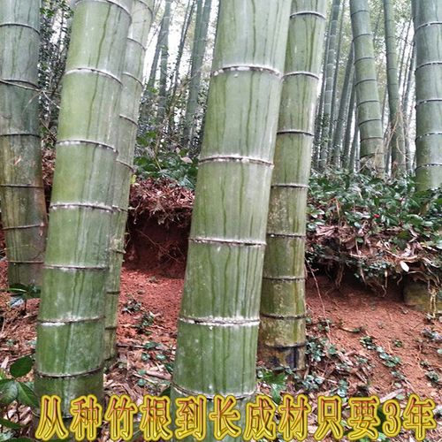 大型竹子苗楠竹苗巨龍竹竹苗毛竹苗食用竹筍苗種植冬筍苗楠竹根