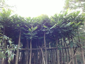 廣東麻楝 揭陽(yáng)麻楝