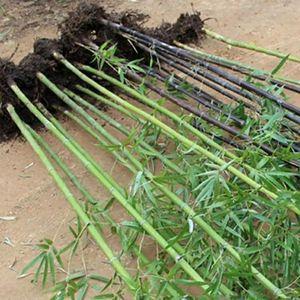 竹子苗庭院種植圖片