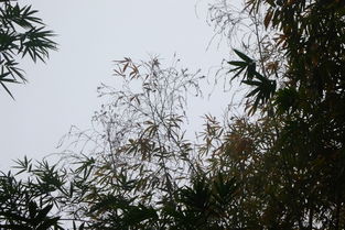 珍稀竹種巨龍竹在版納園開花