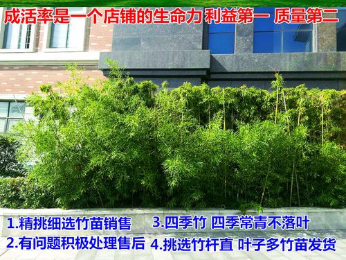 公司.學(xué)校庭院花池綠化種植竹子 建議選擇 雷竹.