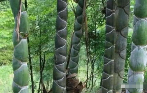 農村竹林里的一種植物,經過高級逆襲,被人譽為是 搖錢樹