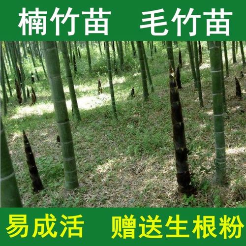 正宗大楠竹苗北方耐寒室外南方種植食用竹筍苗大竹子毛竹鎮(zhèn)宅招財(cái)