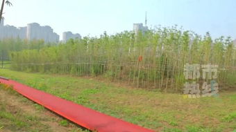 新地標 西安城區最大公園國慶開園 規劃面積達1700畝