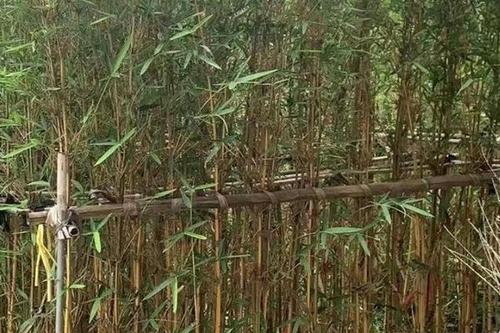 0/棵 剛竹,琴絲竹批發(fā)漳州竹子種植基地苗農(nóng)一手貨源低價(jià)直銷批發(fā)市場