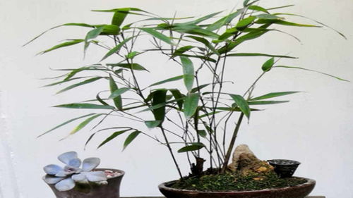 3種冷門小竹子,擺家里上檔次,今年特別流行