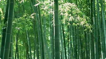 院子里種這些樹,家宅興旺人安康
