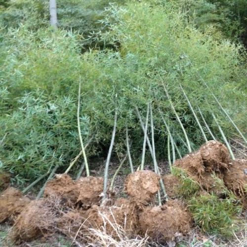青皮竹子苗根芽筍可食用庭院花園綠籬種植耐寒風(fēng)景竹植物陽臺盆栽