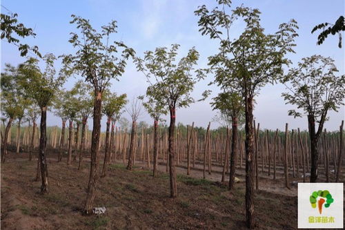 大廠 香花槐苗木基地河北香花槐樹苗商家