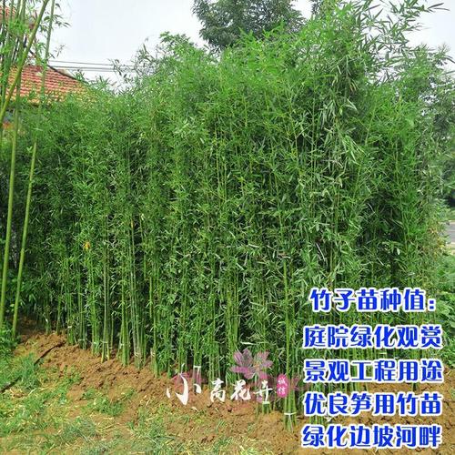 室外四季竹子苗庭院種植戶外風(fēng)水竹紫竹苗盆栽北方竹子植物羅漢竹