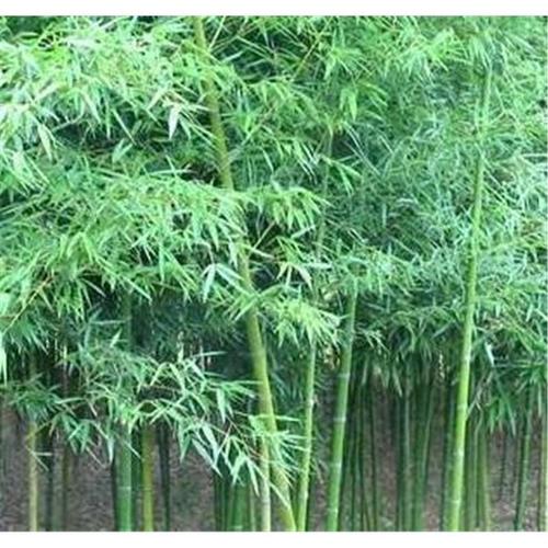 包郵雷竹苗竹子苗根芽苗四季栽種庭院綠化風景竹苗室外室內能種植
