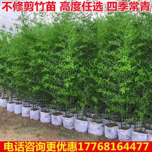 景觀竹子苗圖片