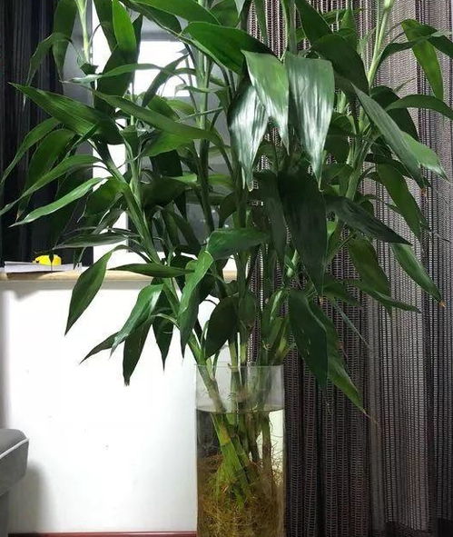 巴西木富貴竹,春天剪1刀插水里,生根快,10天爆出3個頭 花友