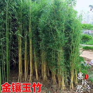 竹子苗四季常青植物庭院種植觀賞景觀竹金鑲玉竹室外黃金竹盆栽竹
