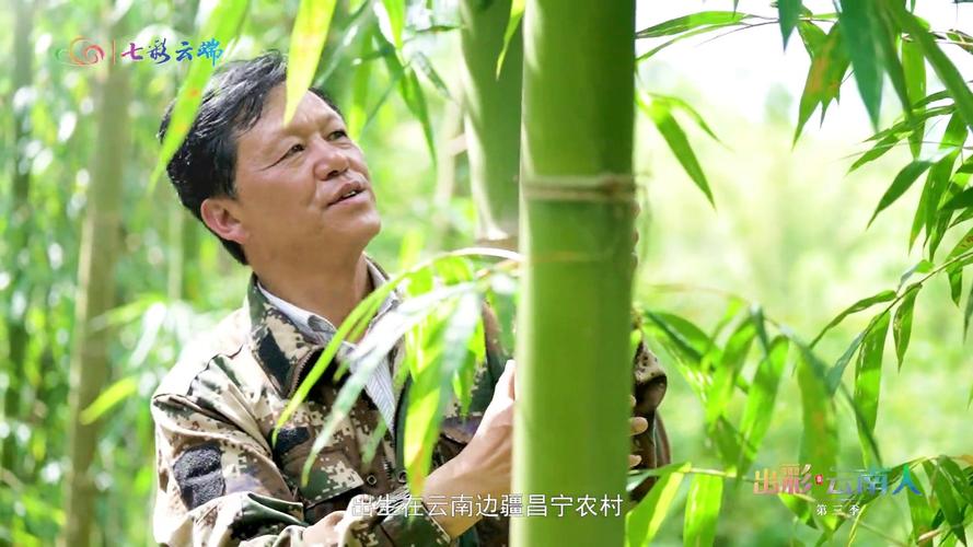 【出彩云南人】把論文寫在竹林里!"竹子教授"輝朝茂和他的"甜蜜事業(yè)"
