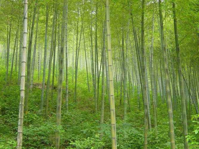 價格商談大禹風景竹園------觀賞竹種植培育基