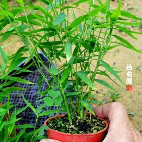 青竹苗四季常青翠竹根庭院觀葉黃金竹苗紫竹根金鑲玉戶外盆栽種植