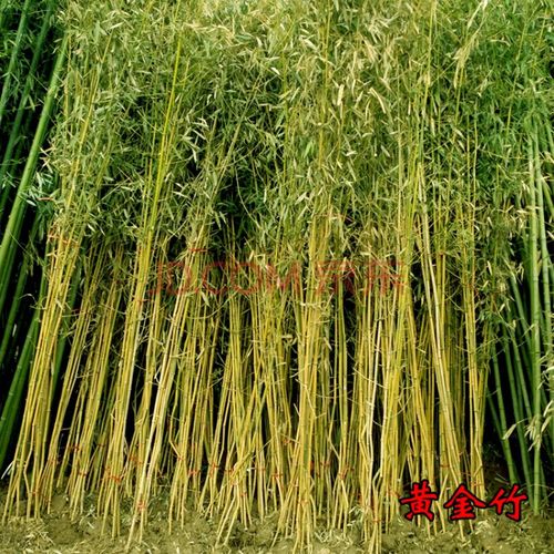 姜南庭院植物盆栽地栽 竹子苗紫竹青竹 羅漢竹竹苗竹根竹子四季青