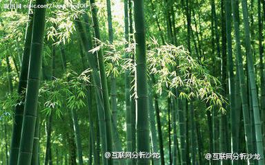 多少人沒有熬過那三厘米,有一種只生長在中國最東邊的竹子它用四年的