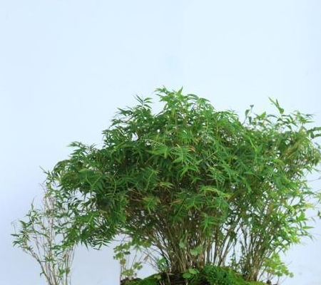竹子盆景的栽培方法與養護 技巧 ,通俗易懂,值得學習