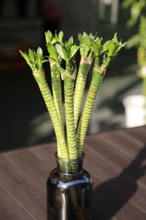 秋天的富貴竹要換種姿勢(shì)養(yǎng),枝繁葉茂,根莖壯碩