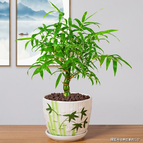 家中養(yǎng) 5種竹 ,富貴不俗,護(hù)家祥瑞,好日子節(jié)節(jié)高升