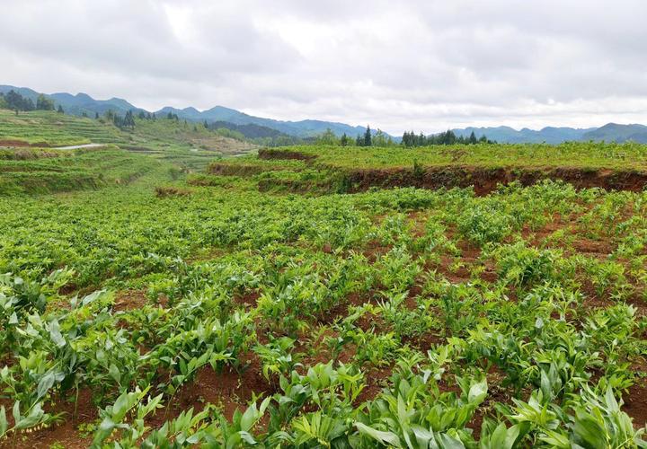 織金縣珠藏鎮(zhèn)發(fā)展玉竹種植業(yè)拓寬群眾致富路