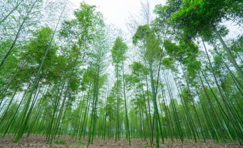 四川雷竹基地分析雷竹種植條件