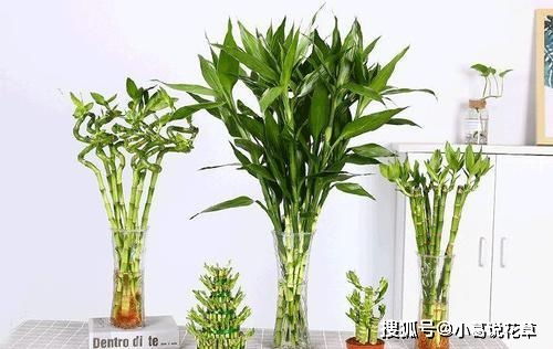 4種漂亮花,寓意好,大戶人家都愛養(yǎng),值得擁有 開花 花卉 養(yǎng)護(hù)