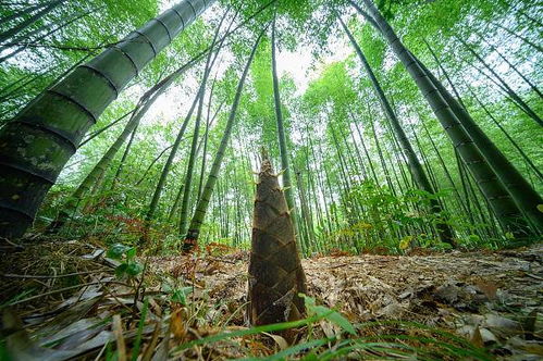 繁星 種竹
