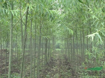 山東煙臺萬發竹柳育苗種植基地