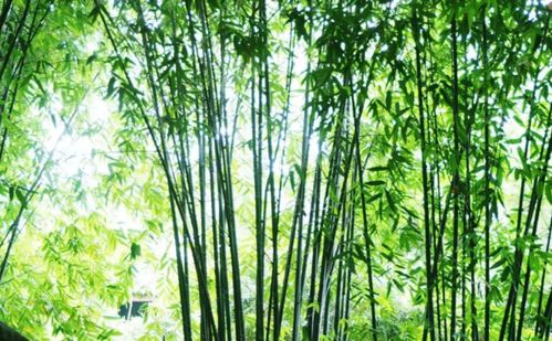 儒家主題植物 花有品格,景有品牌,人有品位