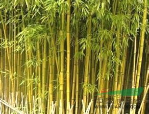 金鑲玉竹