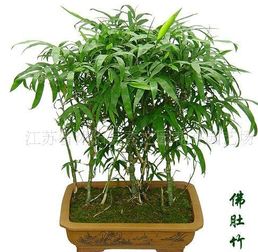 有一種叫小青竹的植物嗎