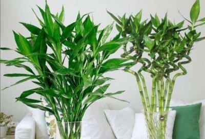 傳播知識 花卉品種介紹 富貴竹