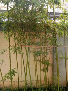 西安竹子自己種植都是細竹子成活率高竹子批發零售可送