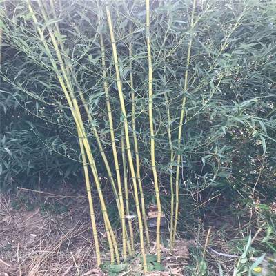 早園竹種植方法,早園竹價格查詢,早園竹種子出售