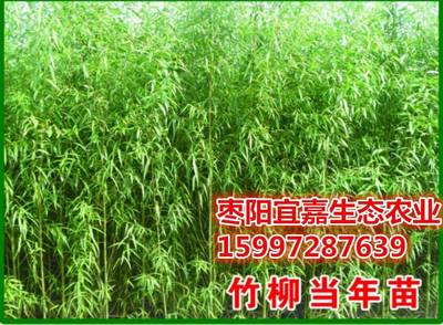竹柳的經濟效益如何,什么區域和土壤適合種植。